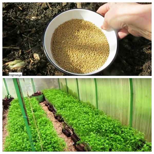 Как сажать горчицу для удобрения почвы осенью?