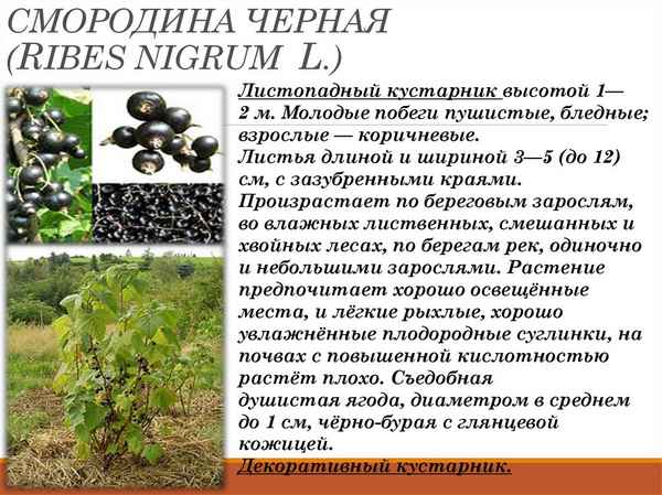 Какую почву любит черная смородина?