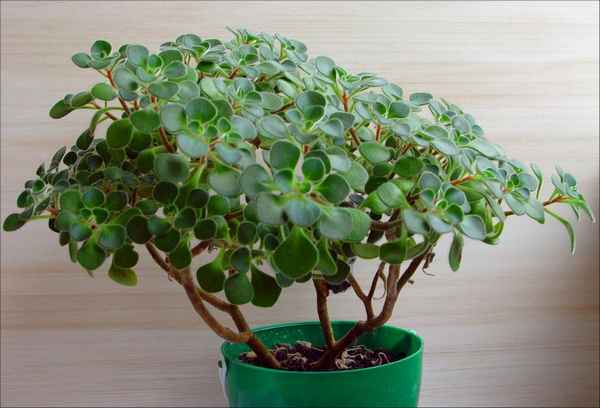 Копеечное дерево комнатное растение