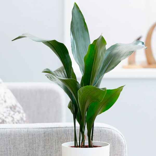 Как содержать растение аспидистра?