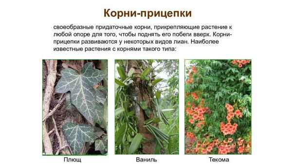 Растения с корнями прицепками