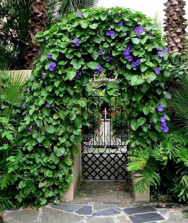 Вьюн растение для дачи