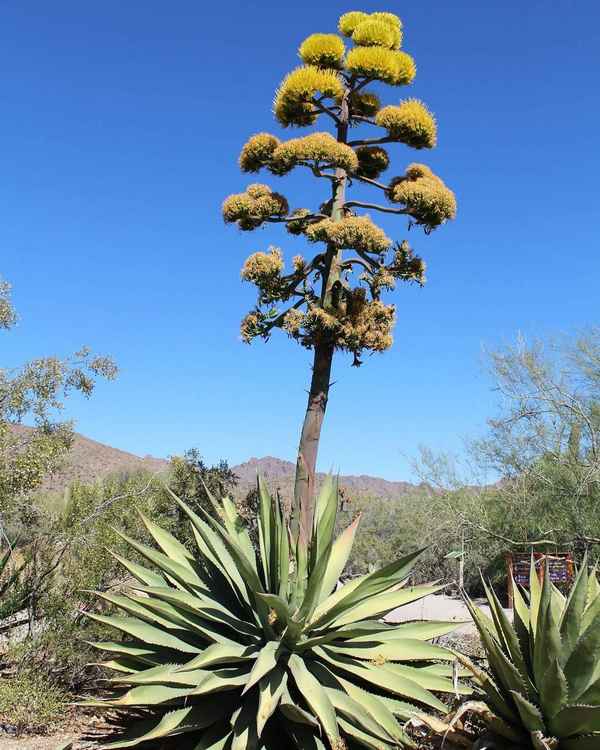 Агава растение цветение