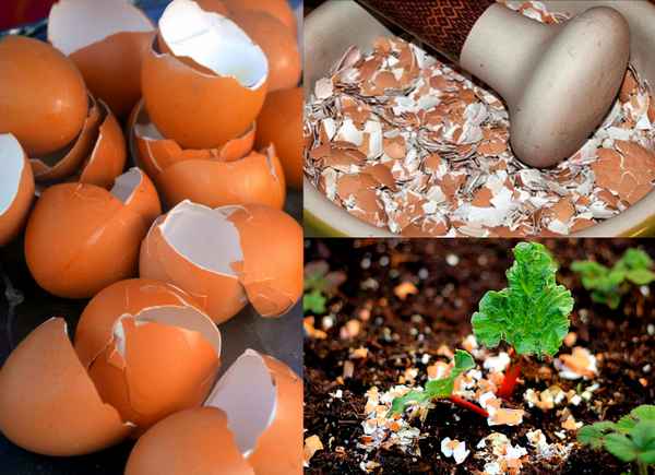 Под какие растения можно вносить яичную скорлупу?