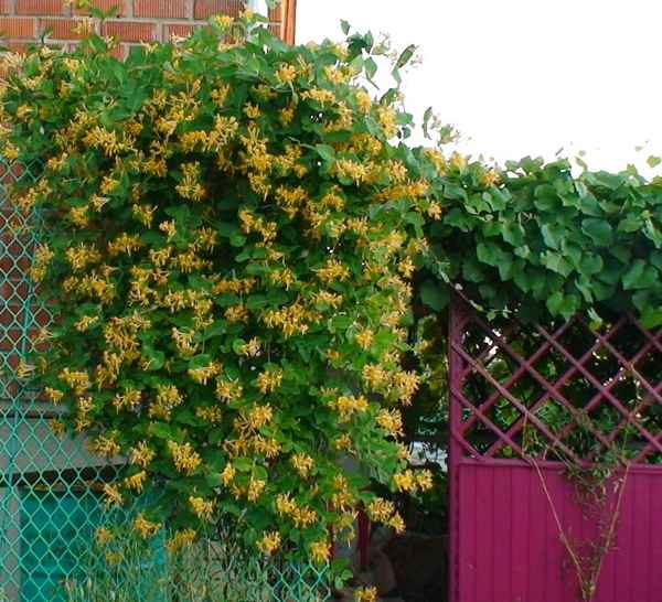 Декоративные вьющиеся растения для сада