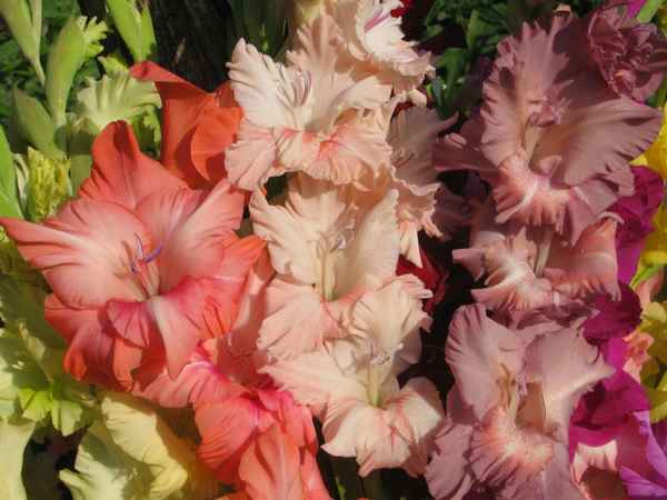 Гладиолус комнатное растение или нет