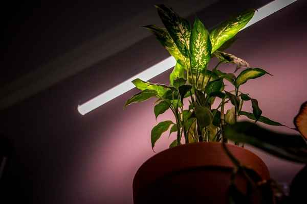 Фитолампа для растений как правильно использовать?