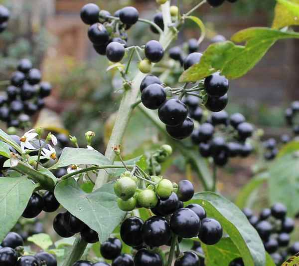 Растение санберри и его применение