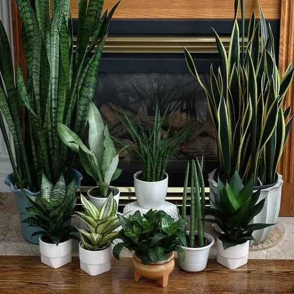 Комнатные растения которые любят тень в квартире?