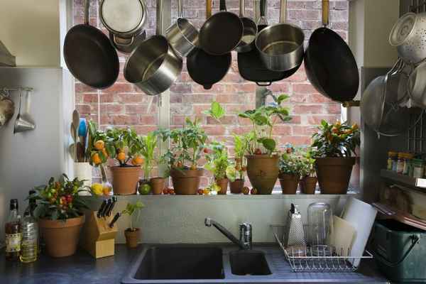 Какие комнатные растения можно держать на кухне?