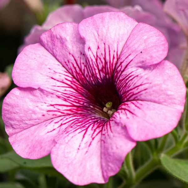 Переносное освещение: какие требования предъявляют к нему