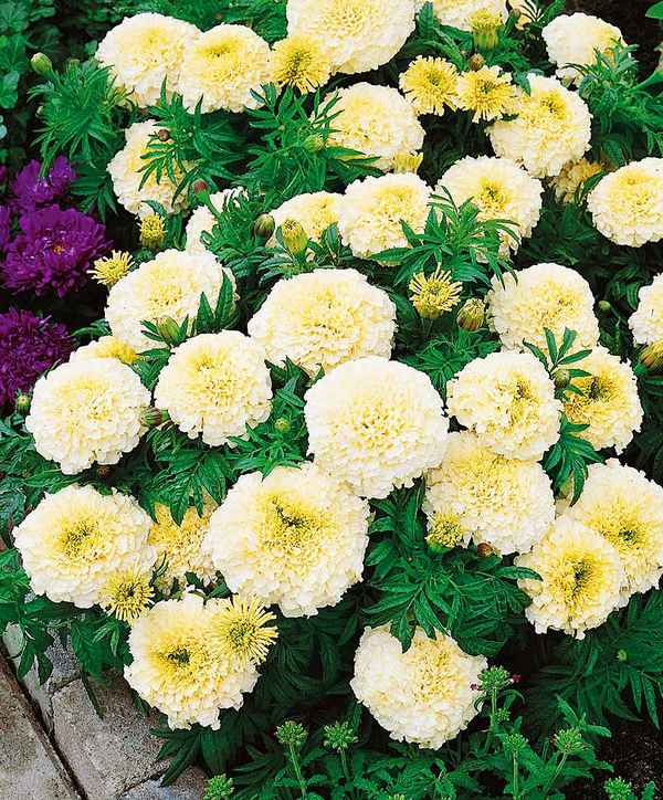 Разбилась люминесцентная лампа, что делать, если в комнате ртуть, какое содержание металла в лампочках