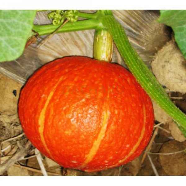 Освещение в бане и парилке (пошаговое руководство): требования к проводке