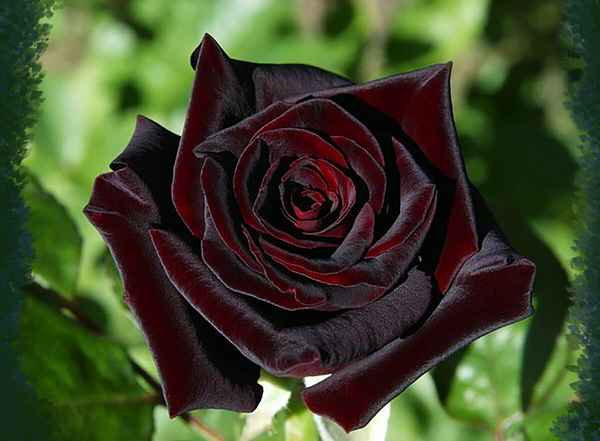 Розы Чёрная Баккара
