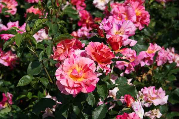 Розы Эдгар Дега (флорибунда)
