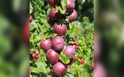 Сорт колоновидной яблони Московское ожерелье