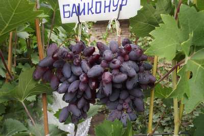 Сорт винограда Байконур