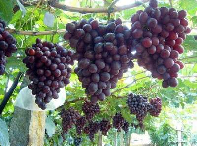 Сорт винограда Низина