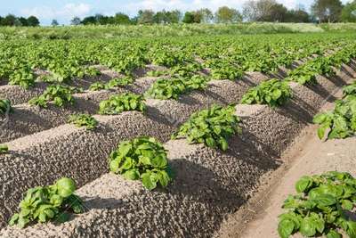 Как вырастить картофель по Голландской технологии?