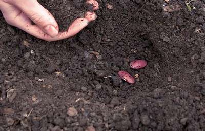 Посадка фасоли