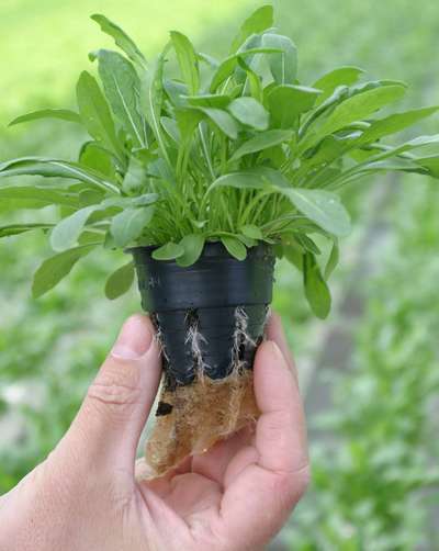 Как сажать и ухаживать за рукколой?