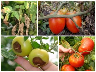 Заболевания томатов