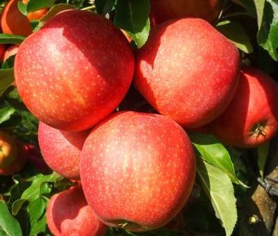 Сорт яблони Гала