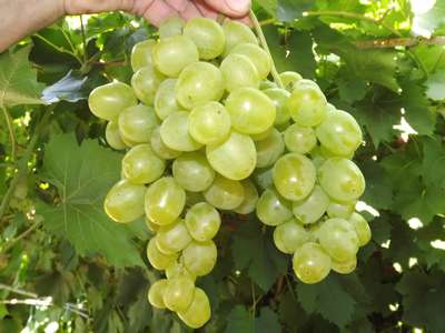 Сорт винограда Гарольд