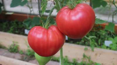 Сорт томата Абаканский розовый