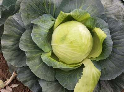 Сорт капусты Агрессор