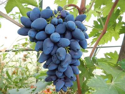 Сорт винограда Викинг