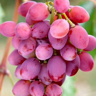 Сорт винограда Рута