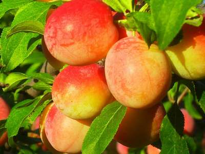 Сорт скороплодной сливы