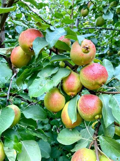 Сорт груши Красуля