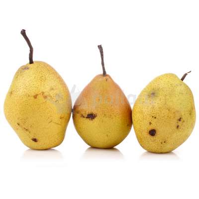 Сорт груши Медовая