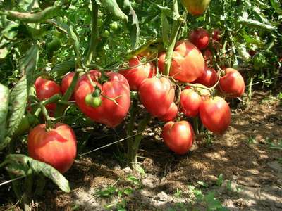 Сорт томата Чудо земли