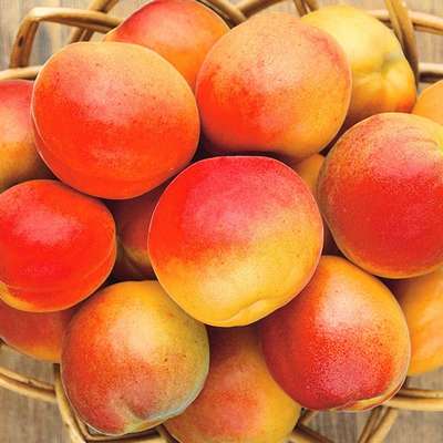 Сорт абрикоса Краснощекий