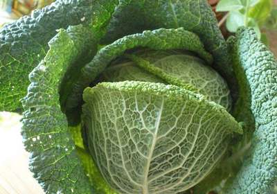 Как посадить и ухаживать за савойской капустой?
