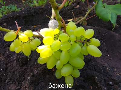 Сорт винограда Бажена
