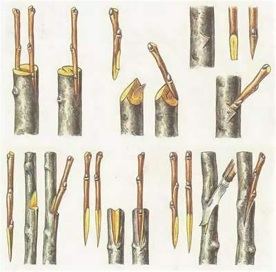 Как привить грушу на яблоню?