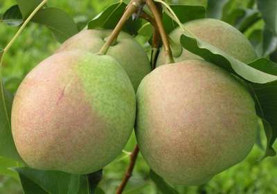 Сорт груши Россошанская десертная