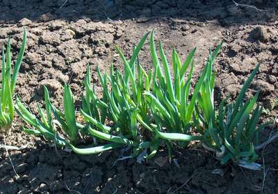 Посадка и уход за луком-батуном