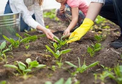 Как вырастить и ухаживать за шпинатом в открытом грунте?