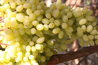 Сорт винограда Ландыш