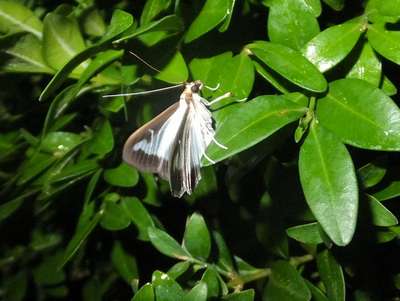 Огневка самшитовая