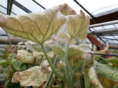 Паутинный клещ на огурцах в теплице