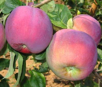 Сорт яблони Эрли Женева