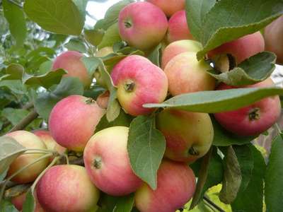 Лучшие сорта яблонь для Сибири