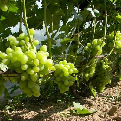 Сорт винограда Тукай