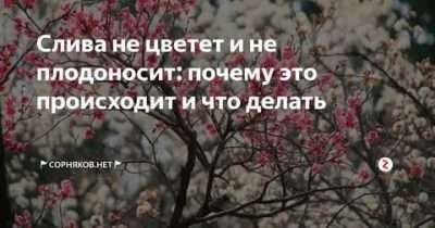 Почему слива не плодоносит и что делать?
